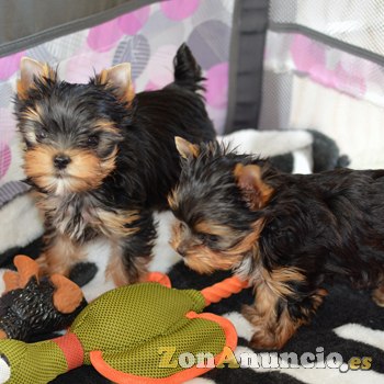 Regalo Cachorro yorkshire terrier